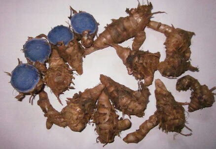 Black Turmeric