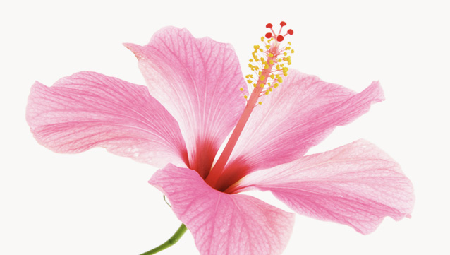 Hibiscus Flower