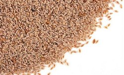 Psyllium Seed