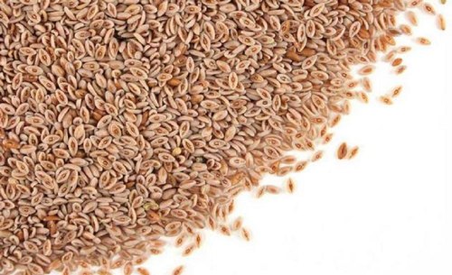 Psyllium Seed