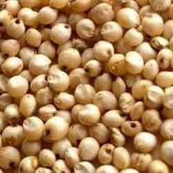 Sorghum Seed